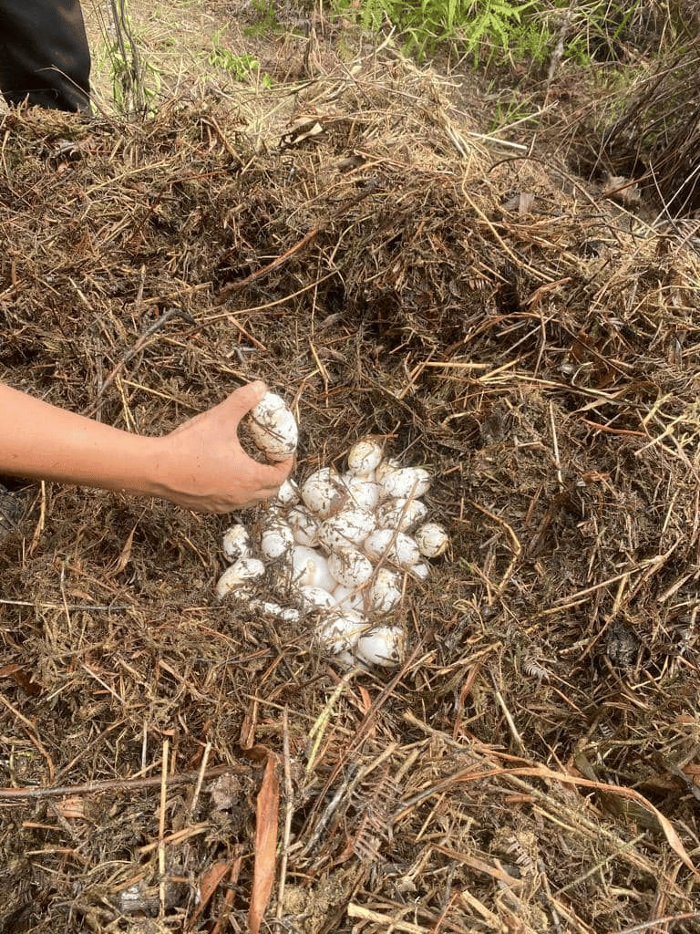 Penemuan Mengejutkan, 49 Biji Telur Buaya Dijumpai Di Taman Malihah
