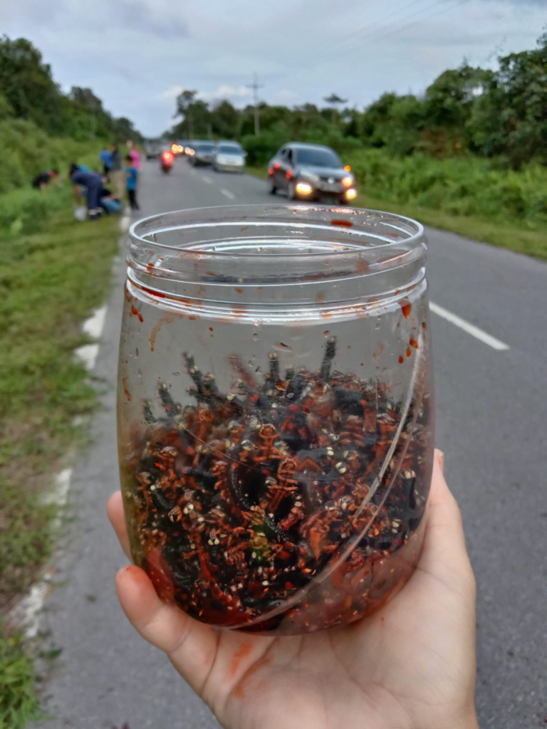 Makanan Eksotik Harga Kayangan Di Sarawak, Ketahui 'Ulat Lameh' Yang Boleh Cecah RM 600 Sekilo