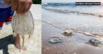 Obor-Obor Dikesan Di Dua Pantai Utama KK, DBKK Keluar Amaran Larangan Berenang