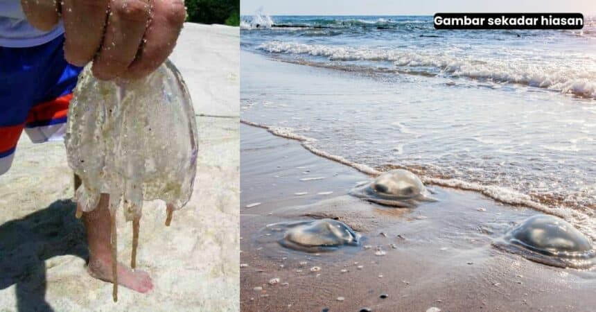 Obor-Obor Dikesan Di Dua Pantai Utama KK, DBKK Keluar Amaran Larangan Berenang