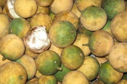 Kenali Buah Langgir, Buah Syampu Semula Jadi Di Sarawak