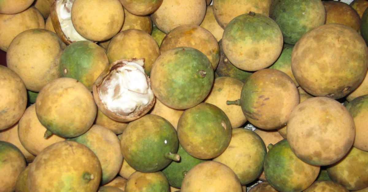 Kenali Buah Langgir, Buah Syampu Semula Jadi Di Sarawak