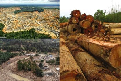 Sarawak Catat Dua Pertiga Dari 90 Kes Pembalakan Haram Di Malaysia