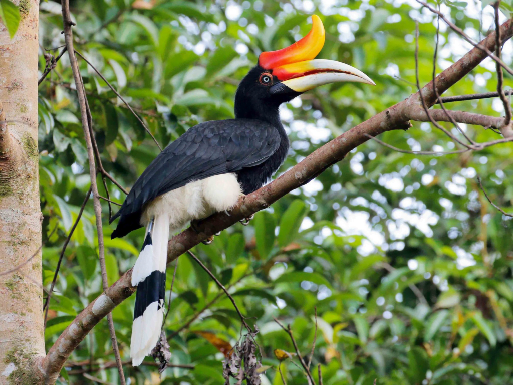 Ramai Keliru, Kenali Rhinoceros Hornbill Atau Enggang Badak Yang Merupakan Ikon Negeri Sarawak
