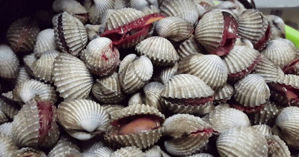 Keracunan Melebihi Tahap Bahaya, Orang Ramai Disarankan Untuk Henti Makan Kerang Dari Perairan Sabah