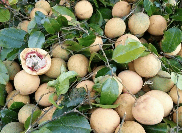 Dikenali Sebagai Buah Syampu, Kenali Buah Eksotik Sarawak Langgir