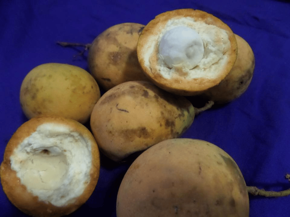 Dikenali Sebagai Buah Syampu, Kenali Buah Eksotik Sarawak Langgir