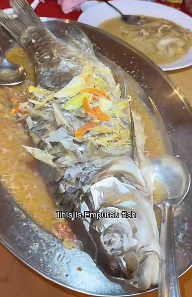 Ikan Termahal Pernah Dimakan Dalam Seumur Hidupnya, Wanita Singapura Ini Cuba Empurau Di Sibu