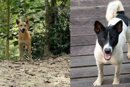 Antara Anjing Paling 'Rare' Di Dunia, Kenali Anjing 'Telomian' Yang Juga Digelar Anjing Kampung