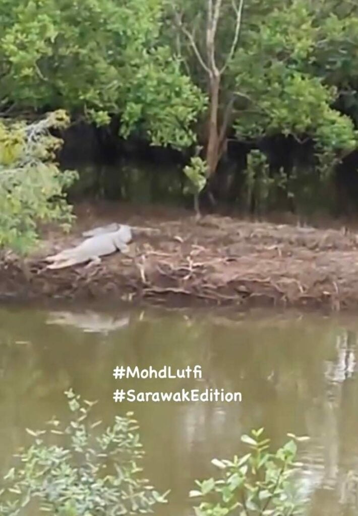 Santai Dengan Mulut Ternganga, Netizen 'Kecut Perut' Lihat Buaya Gergasi Di Jalan FAC Matang