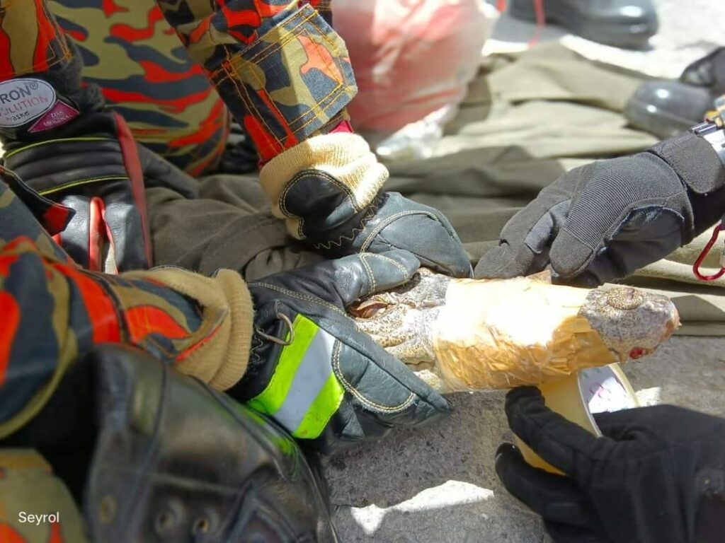 Buaya Sepanjang 6 Kaki 'Sesat' Di Jalan Sibu, Berjaya Ditangkap Pihak Bomba