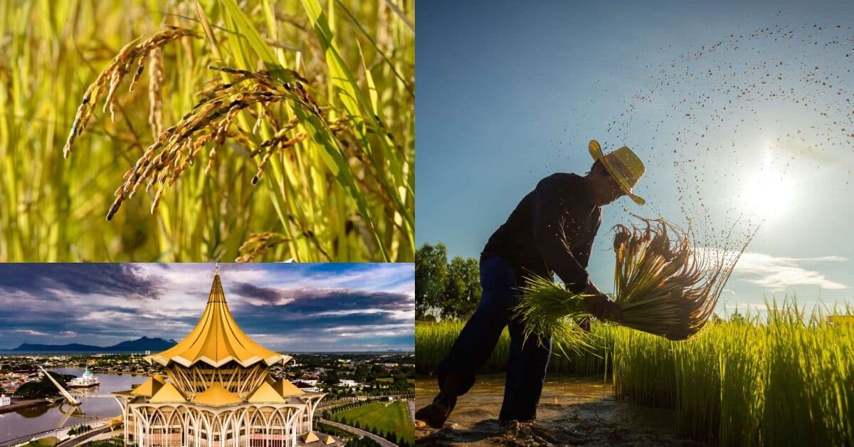 Atas Kerjasama Dengan FELCRA, Sawah Padi Bakal Ditubuhkan Di Sarawak