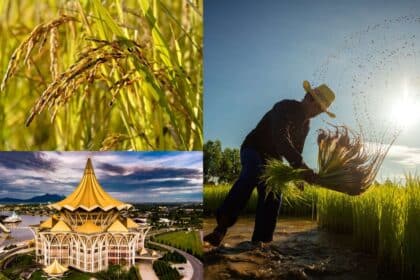 Atas Kerjasama Dengan FELCRA, Sawah Padi Bakal Ditubuhkan Di Sarawak