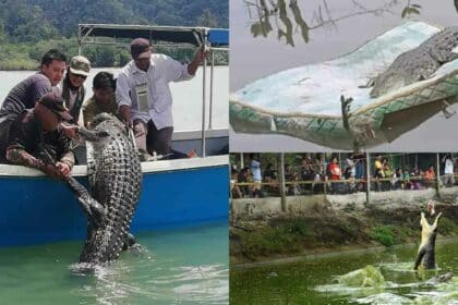 'Boyak' Mengganas, Kerajaan Bakal Bina Satu Lagi Taman Buaya Di Sarawak