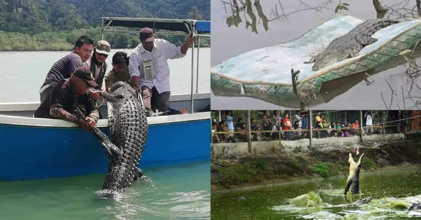 'Boyak' Mengganas, Kerajaan Bakal Bina Satu Lagi Taman Buaya Di Sarawak