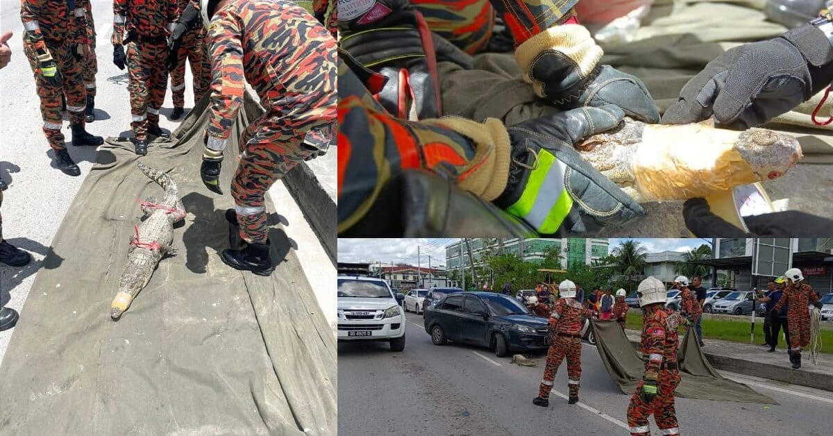 Buaya Sepanjang 6 Kaki 'Sesat' Di Jalan Sibu, Berjaya Ditangkap Pihak Bomba