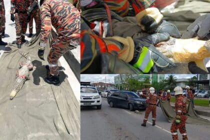Buaya Sepanjang 6 Kaki 'Sesat' Di Jalan Sibu, Berjaya Ditangkap Pihak Bomba