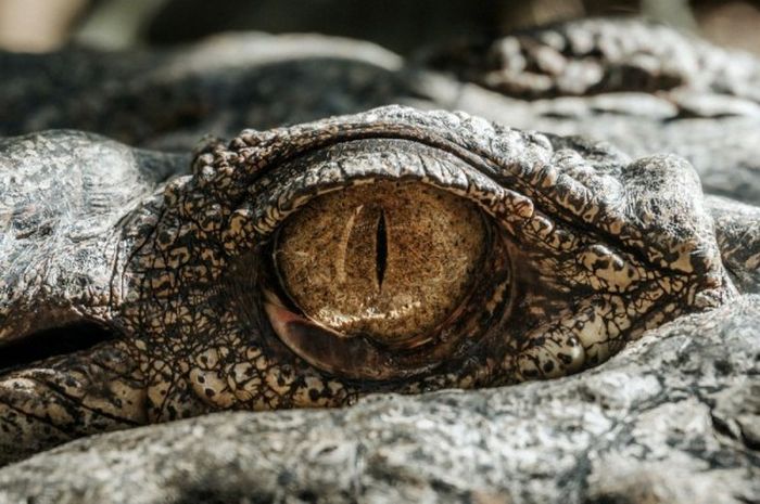 Mungkin Ini Fakta Saintifik Di Sebalik Mitos Buaya Boleh Mengenal Keturunan Pembunuh Saudaranya