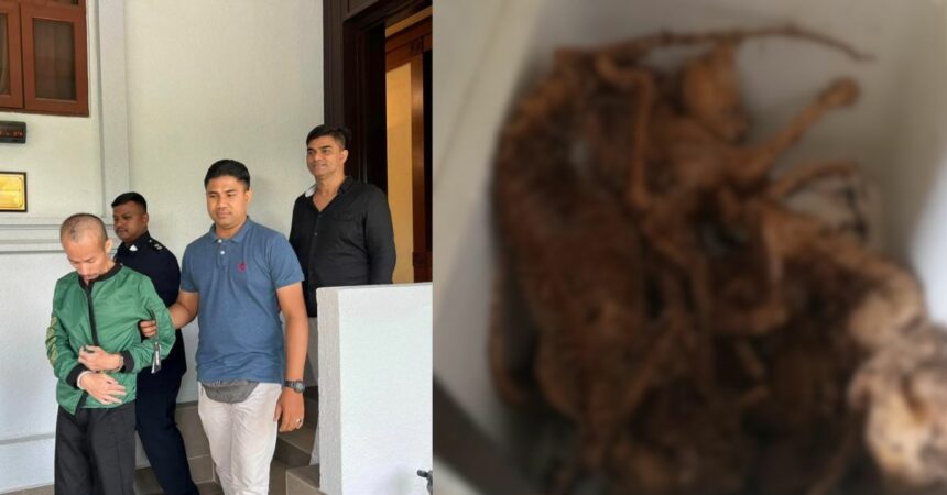 Bunuh Kucing-Kucing Peliharaan Dengan Kejam, Lelaki Asal Dari Dalat Dipenjara 2 Tahun Di KL