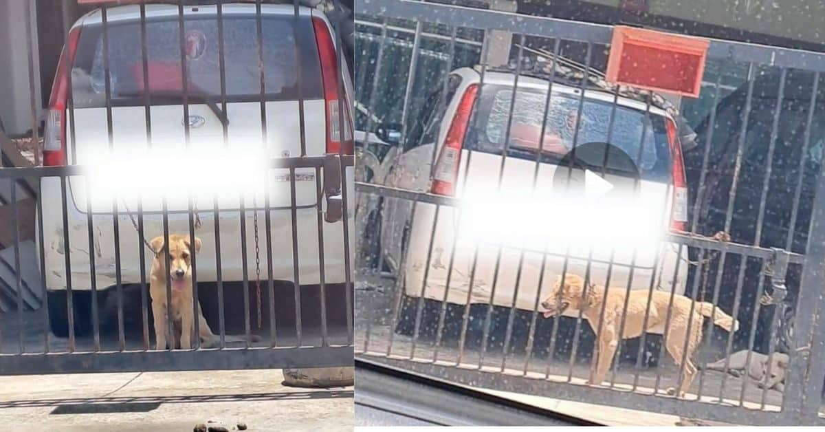 Diikat Di Pagar Rumah Di Miri, Keadaan 2 Anjing Ini Buat Ramai Risau