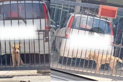 Diikat Di Pagar Rumah Di Miri, Keadaan 2 Anjing Ini Buat Ramai Risau