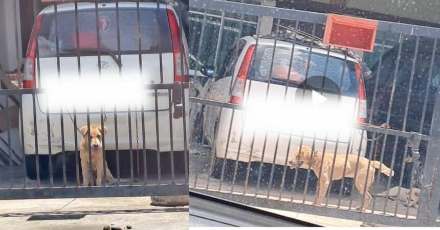 Diikat Di Pagar Rumah Di Miri, Keadaan 2 Anjing Ini Buat Ramai Risau