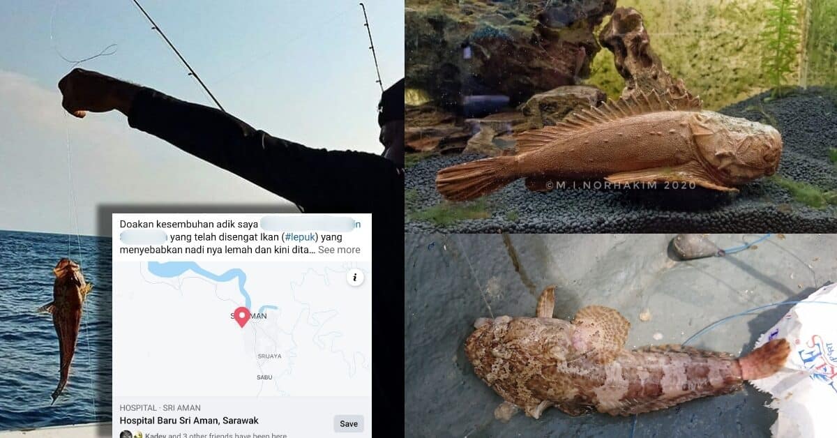 Ketahui Ikan Lepu, Spesis Ikan Beracun Yang Digeruni Dalam Dunia Pemancing