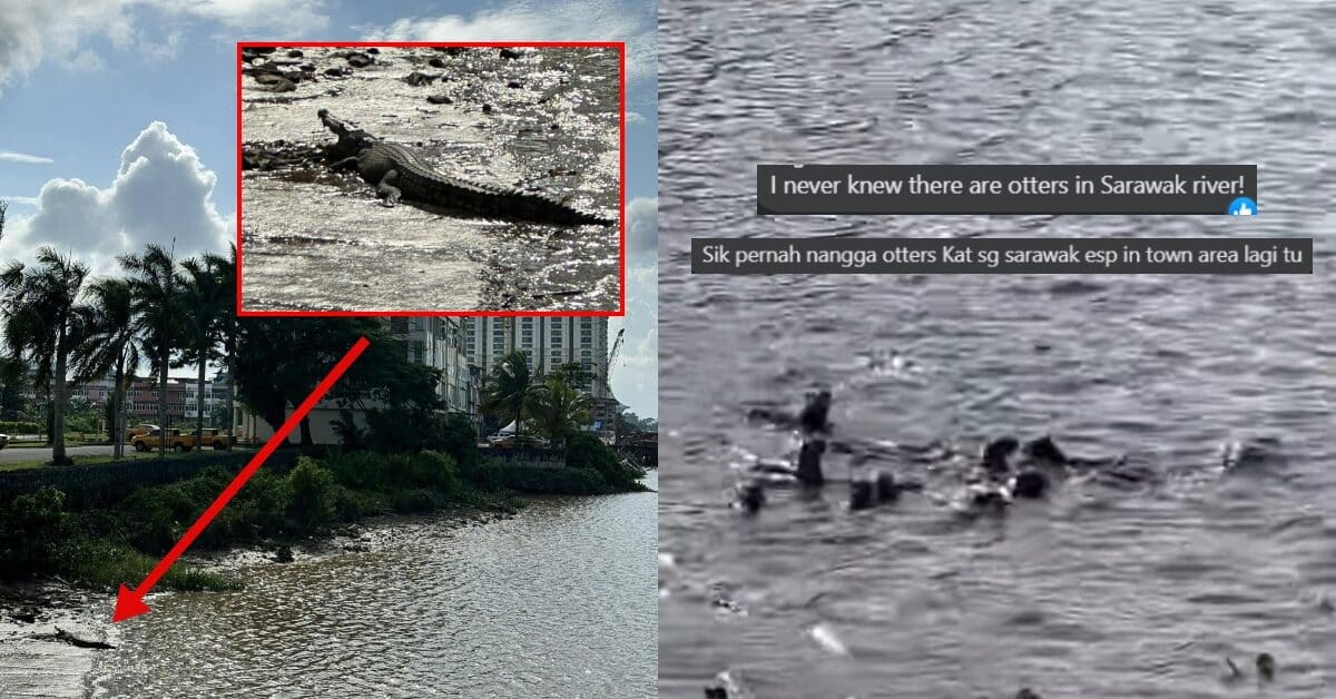 Kongsi Video Memerang Dan Buaya 'Chilling' Di Sungai Sarawak, Buat Netizen Terhibur