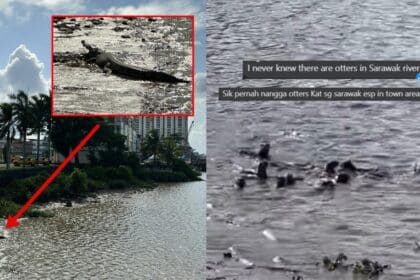 Kongsi Video Memerang Dan Buaya 'Chilling' Di Sungai Sarawak, Buat Netizen Terhibur