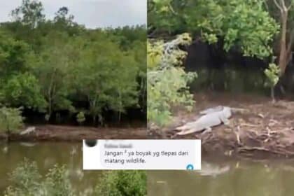 Santai Dengan Mulut Ternganga, Netizen 'Kecut Perut' Lihat Buaya Gergasi Di Jalan FAC Matang