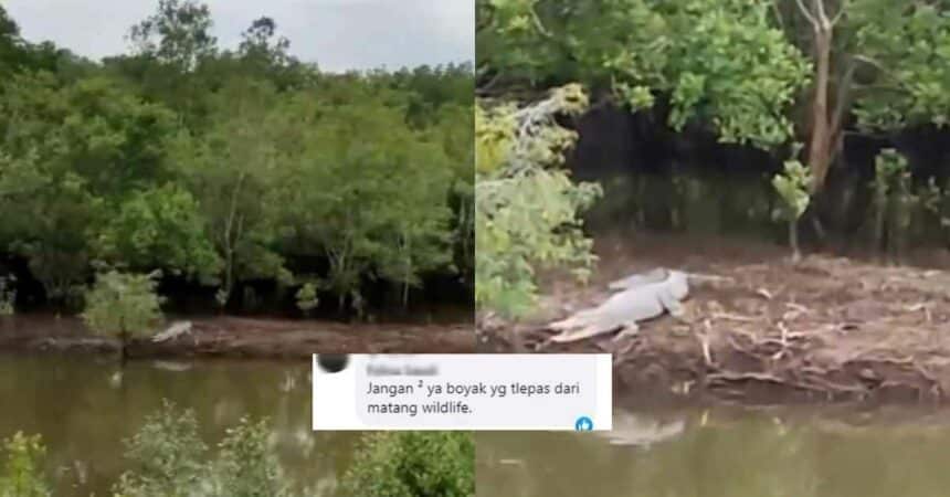 Santai Dengan Mulut Ternganga, Netizen 'Kecut Perut' Lihat Buaya Gergasi Di Jalan FAC Matang