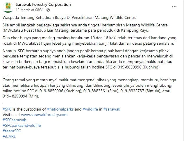 Santai Dengan Mulut Ternganga, Netizen 'Kecut Perut' Lihat Buaya Gergasi Di Jalan FAC Matang