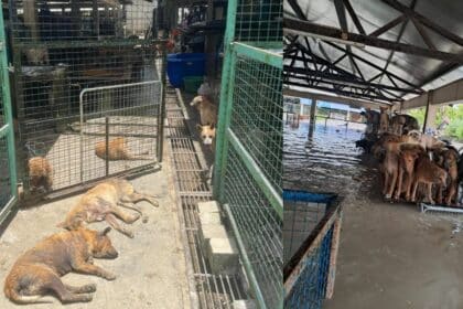 Terjejas Teruk Akibat Banjir Kilat, SSPCA Menyeru Sukarelawan Tampil Bantu Buat Pembersihan