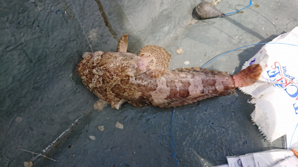 Ketahui Ikan Lepu, Spesis Ikan Beracun Yang Digeruni Dalam Dunia Pemancing
