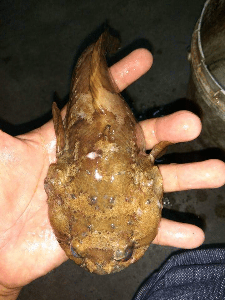 Ketahui Ikan Lepu, Spesis Ikan Beracun Yang Digeruni Dalam Dunia Pemancing