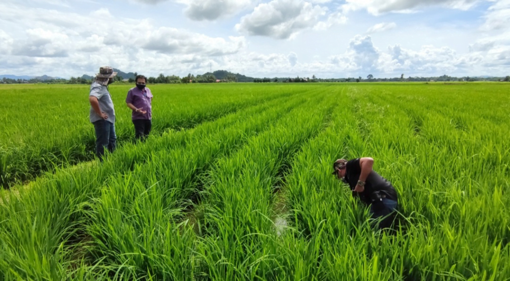 Atas Kerjasama Dengan FELCRA, Sawah Padi Bakal Ditubuhkan Di Sarawak