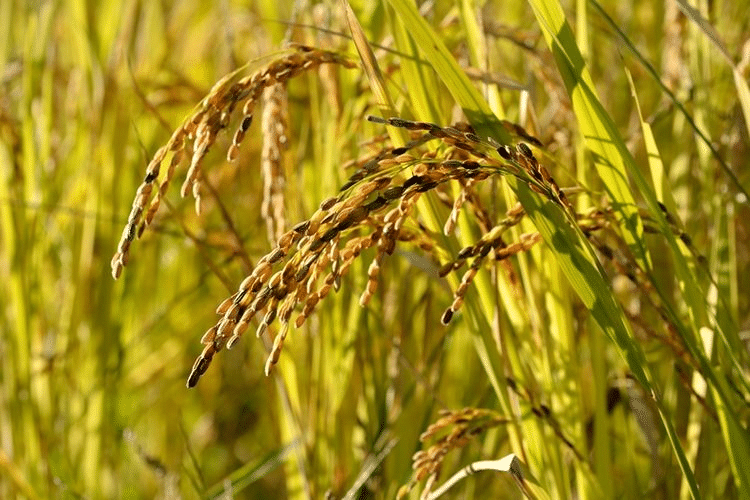 Atas Kerjasama Dengan FELCRA, Sawah Padi Bakal Ditubuhkan Di Sarawak
