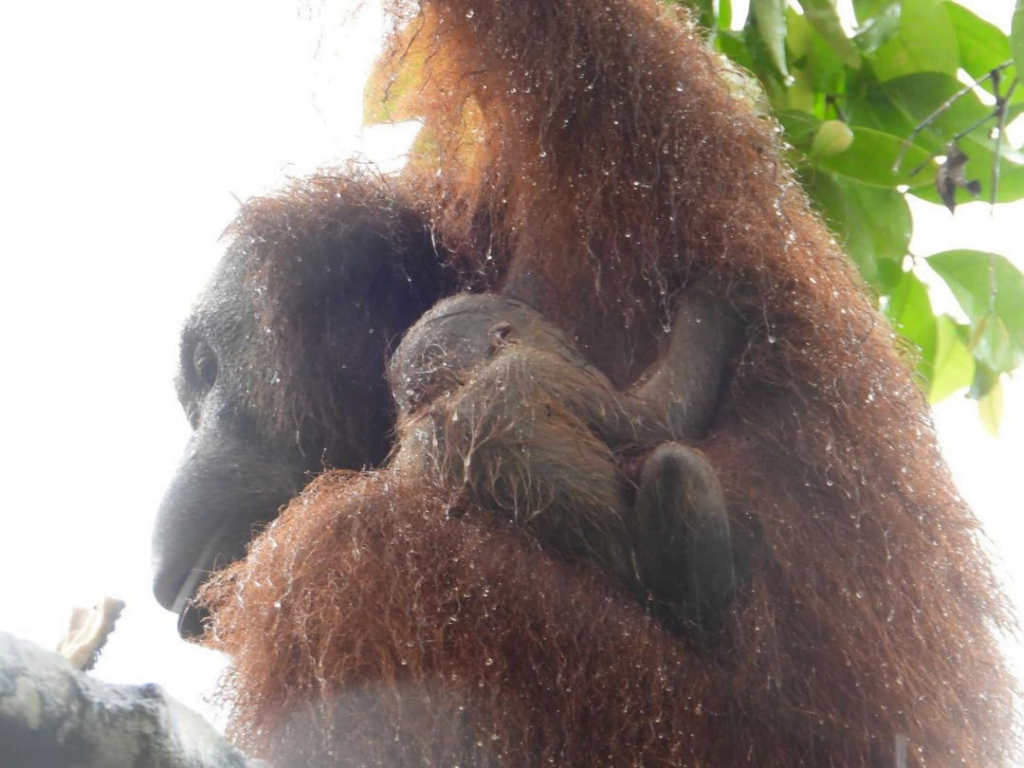 Berita Baik, Pusat Hidupan Liar Semenggoh Sambut Kelahiran Bayi Orang Utan Baharu