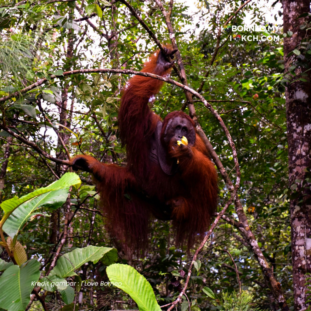 Simbol Ikonik Di Borneo, Ini 5 Fakta Menarik Tentang Orang Utan Untuk Anda