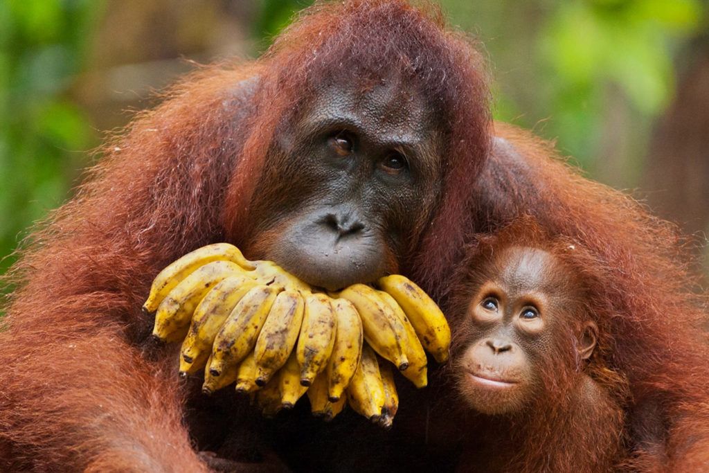 Simbol Ikonik Di Borneo, Ini 5 Fakta Menarik Tentang Orang Utan Untuk Anda