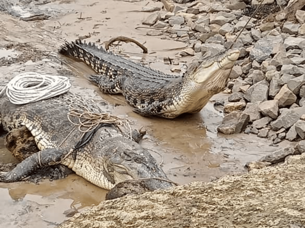 'Boyak' Mengganas, Kerajaan Bakal Bina Satu Lagi Taman Buaya Di Sarawak