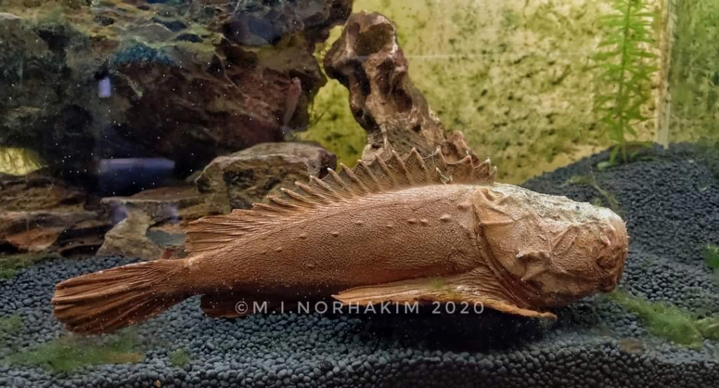 Ketahui Ikan Lepu, Spesis Ikan Beracun Yang Digeruni Dalam Dunia Pemancing