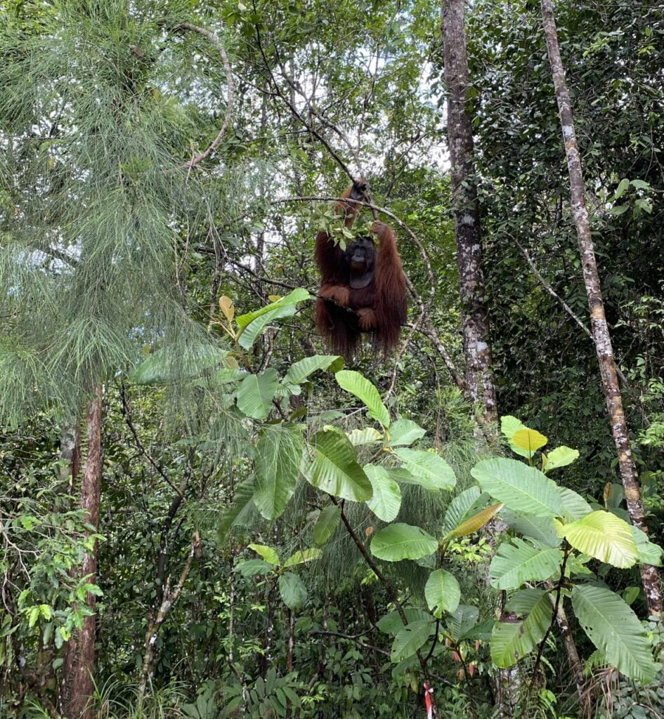 Simbol Ikonik Di Borneo, Ini 5 Fakta Menarik Tentang Orang Utan Untuk Anda