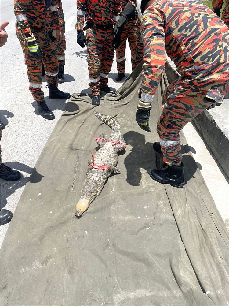 Buaya Sepanjang 6 Kaki 'Sesat' Di Jalan Sibu, Berjaya Ditangkap Pihak Bomba