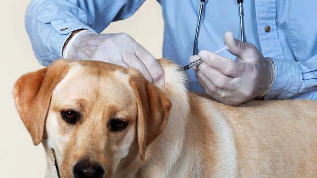 Sarawak Masih Hadap Wabak Rabies, Pemilik Anjing Dikenakan Denda Jika Tidak Divaksin