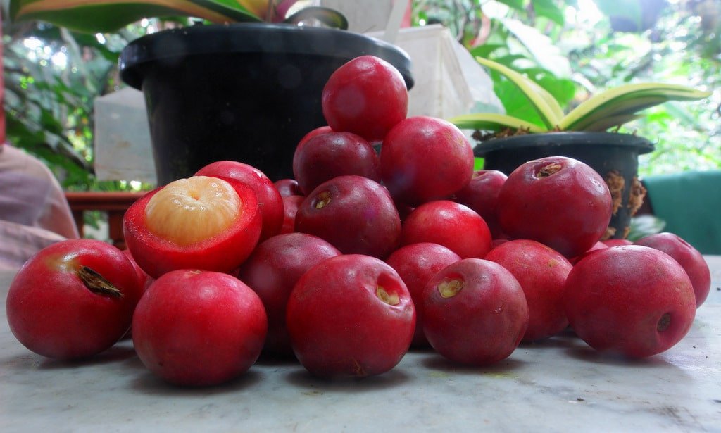 Seakan Buah Manggis Yang Hanya Ada Di Tanah Borneo, Ketahui Buah Kundung Atau Asam Arui Arui