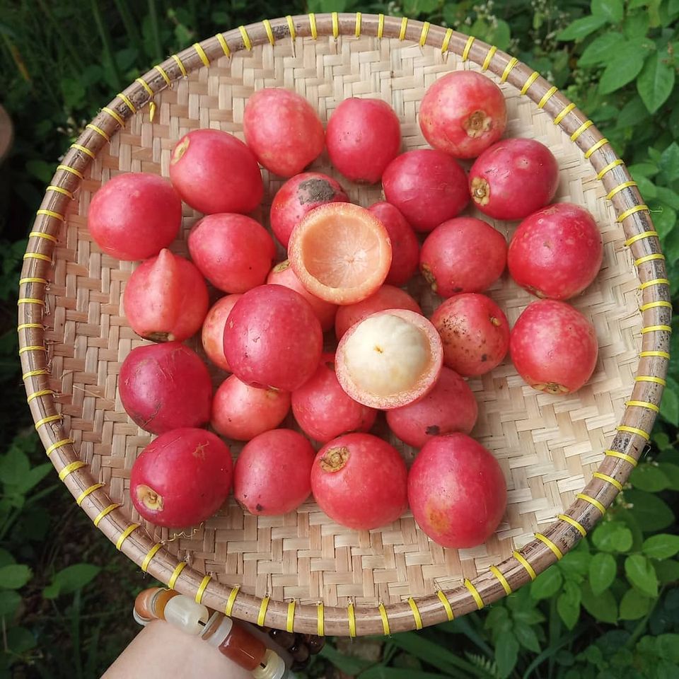 Seakan Buah Manggis Yang Hanya Ada Di Tanah Borneo, Ketahui Buah Kundung Atau Asam Arui Arui