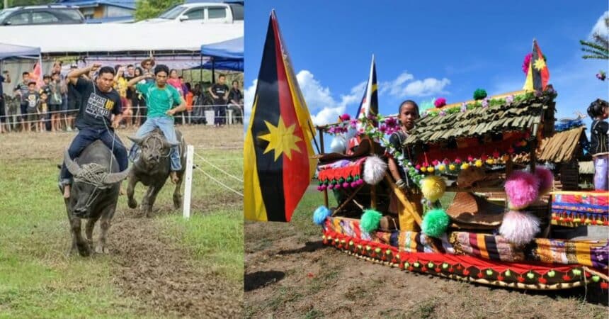Ada Lumba Kerbau, Pesta Babulang Limbang Dijangka Lebih Meriah Tahun Ini