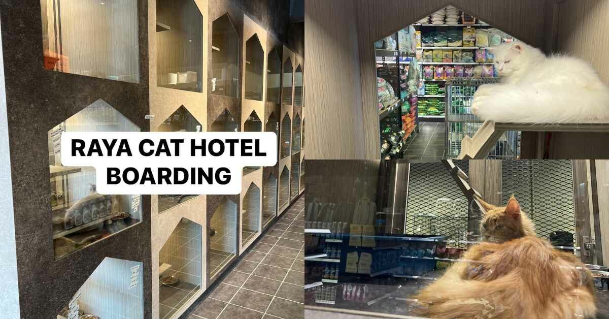 Beraya Dengan Tenang, Raya Cat Hotel Miri Tawar 'Hotel Kucing' Buat Si Bulus Anda