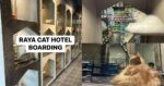 Beraya Dengan Tenang, Raya Cat Hotel Miri Tawar 'Hotel Kucing' Buat Si Bulus Anda